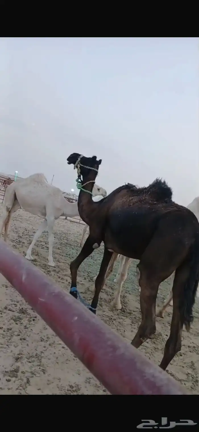 للبيه رحول ابل كفوا 0
