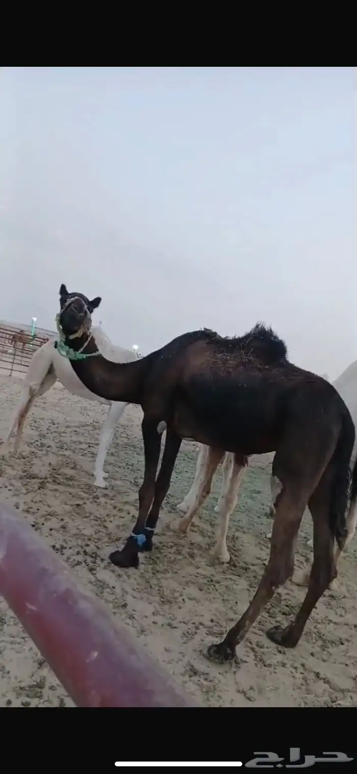 للبيه رحول ابل كفوا 1