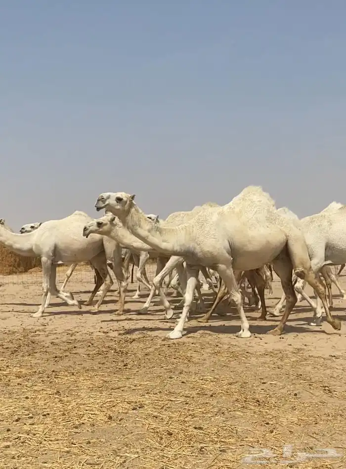 ذود ابل وضح كفو وطيبه واشباب للبيع 5