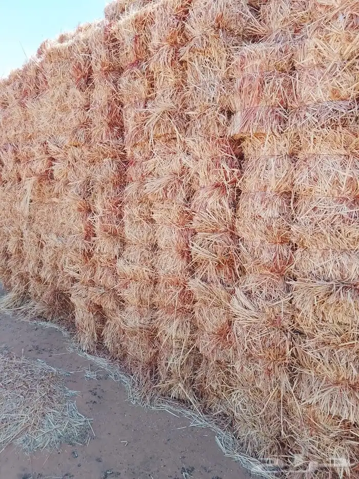 ذرة جيزانية حمراء 0