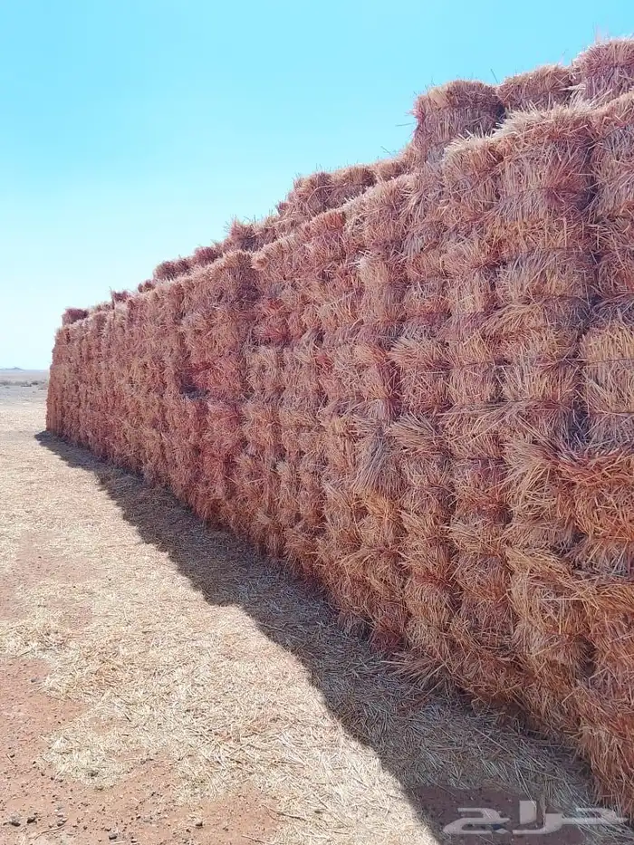 ذرة جيزانية حمراء 1