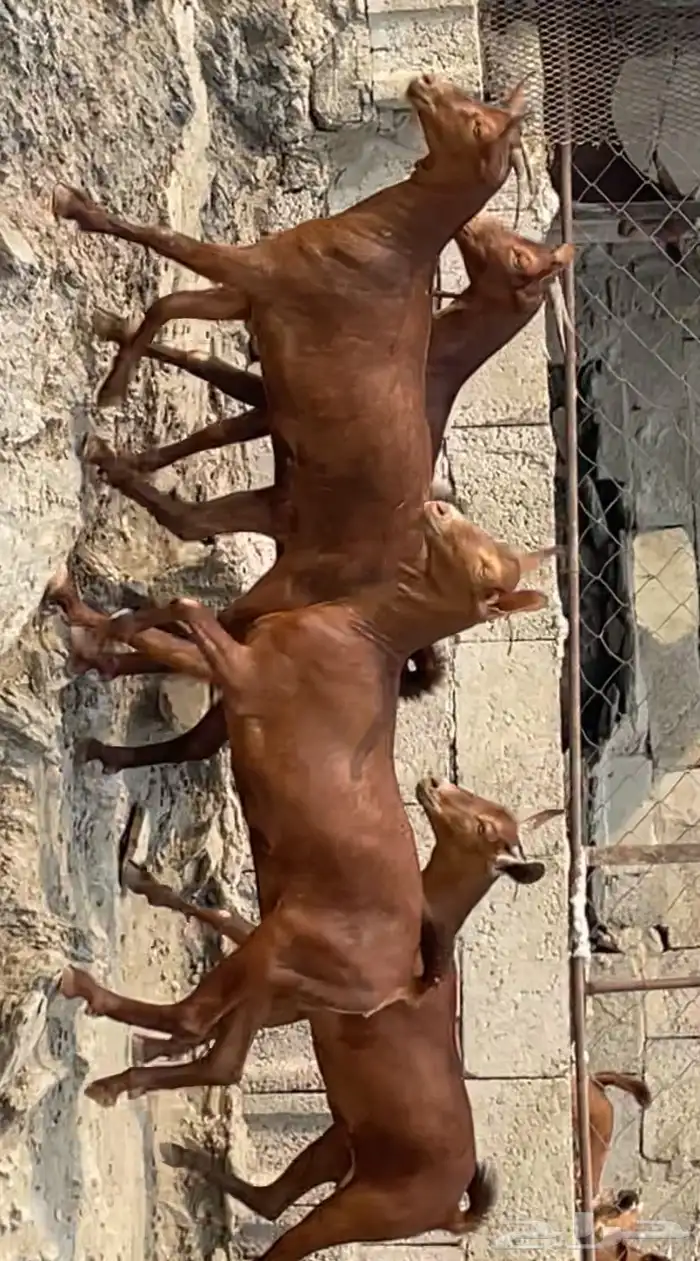 جفار دهم صنف ماشاء الله تم البيع 2