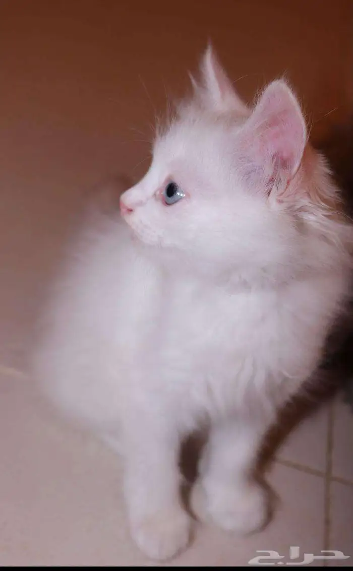 kitten 4sell كيتن للبيع ابيض و عيون زرقاء 11