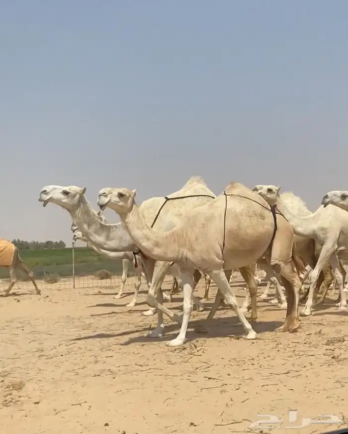 ذود ابل وضح كفو وطيبه واشباب للبيع 8