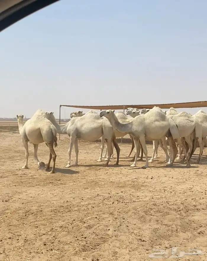 ذود ابل وضح كفو وطيبه واشباب للبيع 6