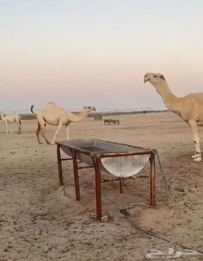 ذود ابل وضح كفو وطيبه واشباب للبيع 14
