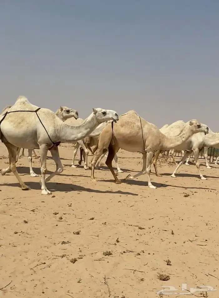 ذود ابل وضح كفو وطيبه واشباب للبيع 1