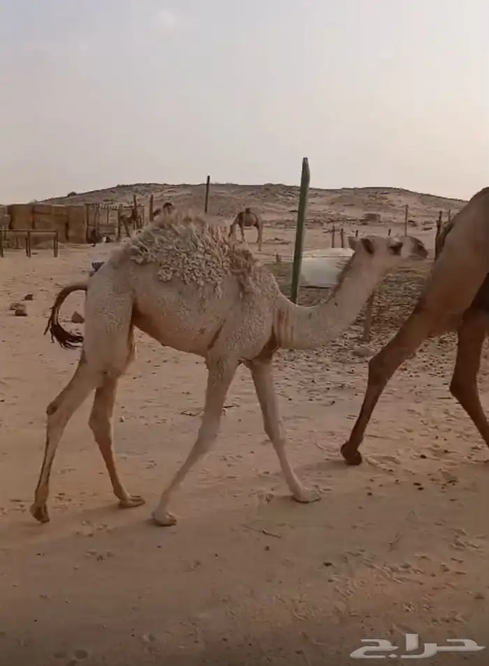 عشرا تحتها بكره 1