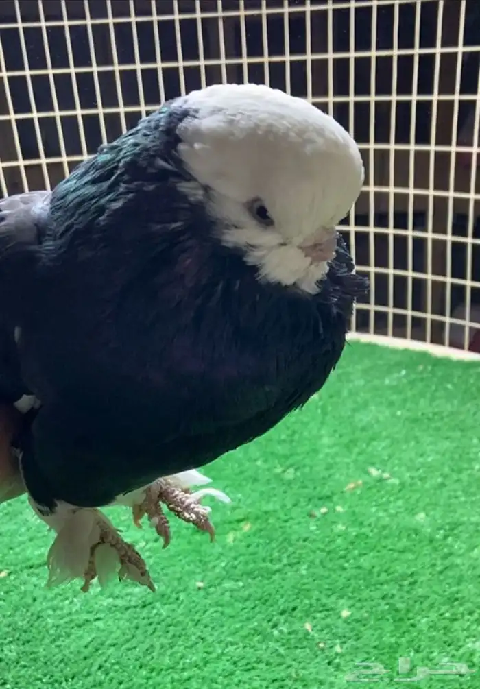 زوج لونق بول هد 5