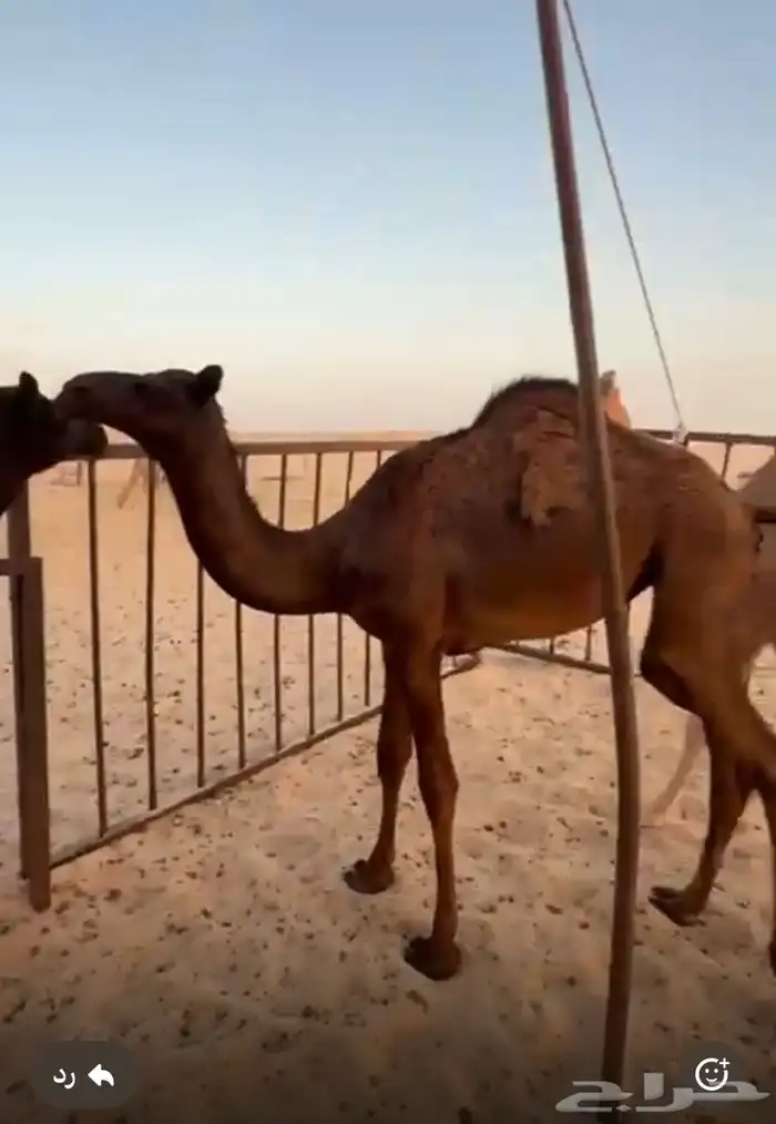 للبيع بكرة وقعود مجاهيم 1