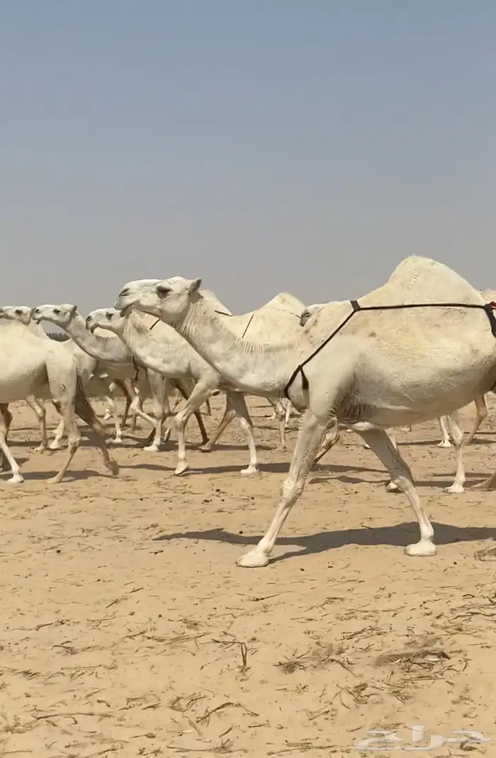 ذود ابل وضح كفو وطيبه واشباب للبيع 17