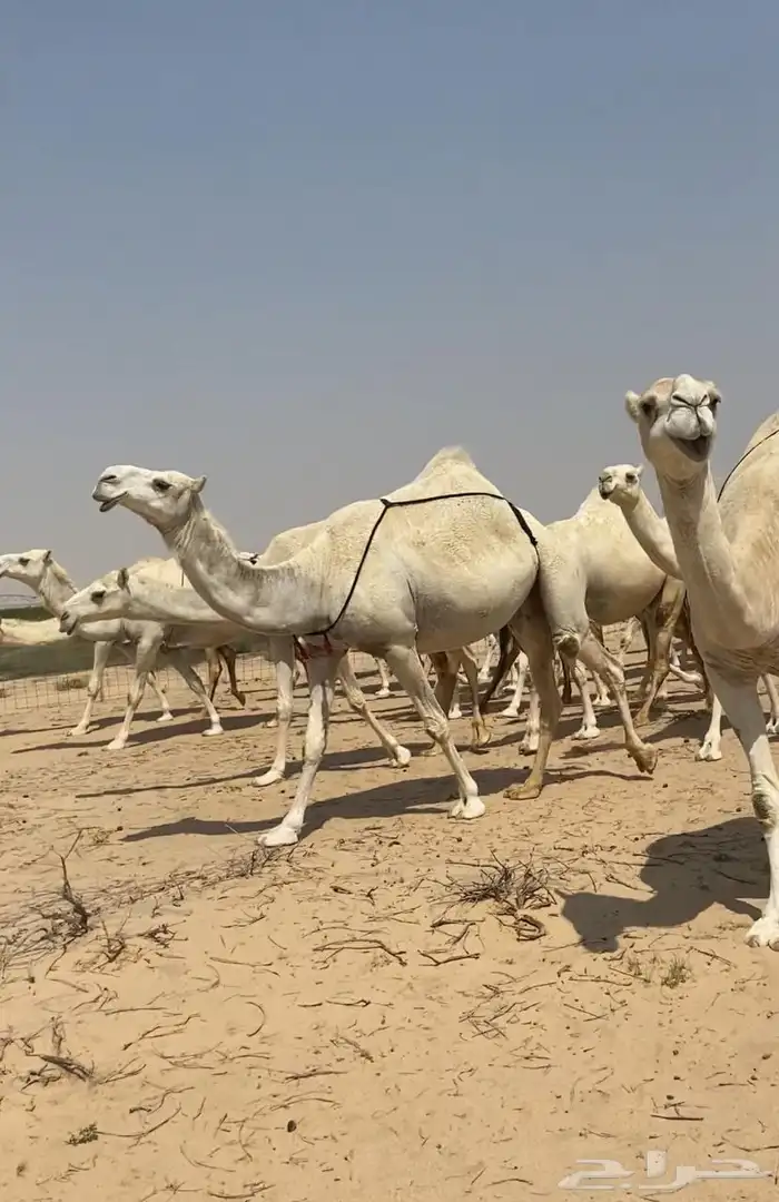 ذود ابل وضح كفو وطيبه واشباب للبيع 4