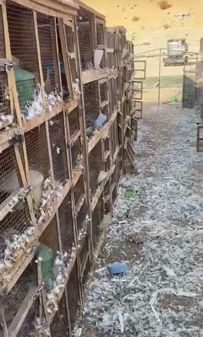 محكرر حمام البيع 1