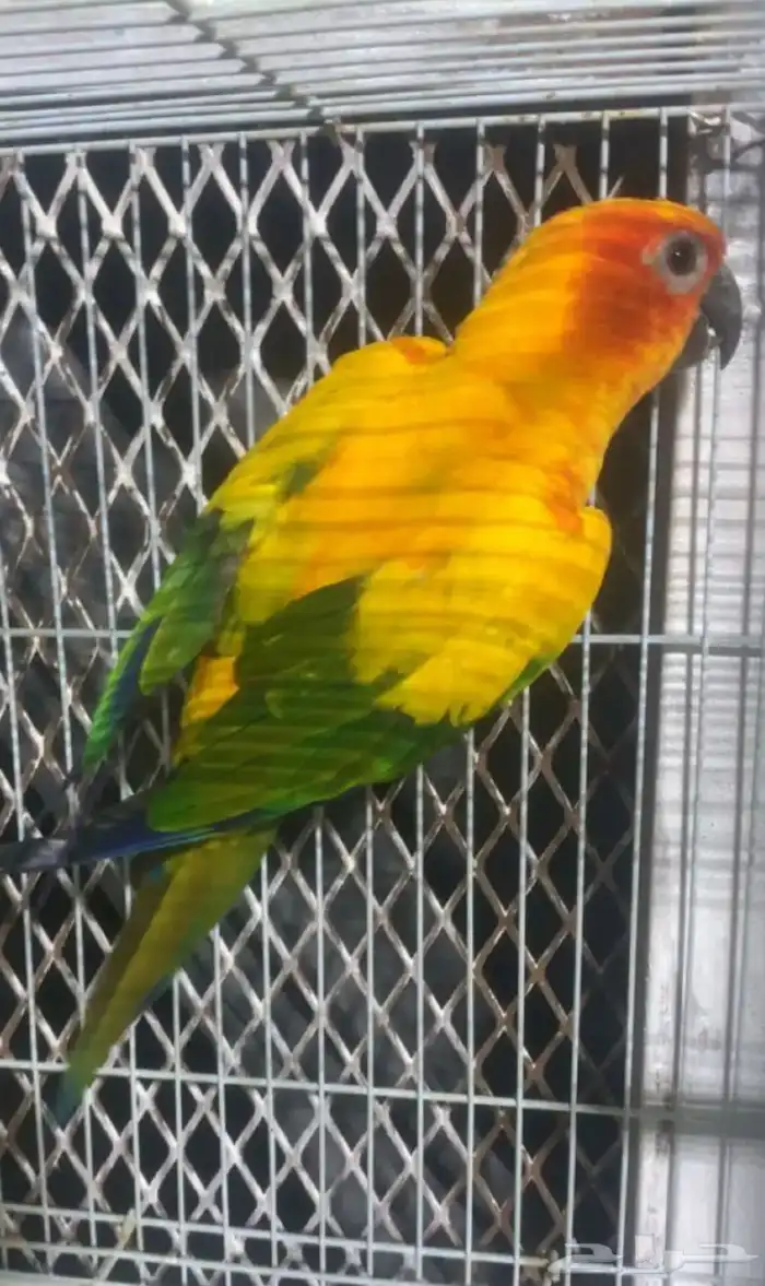 ذكر صن كنيور 1