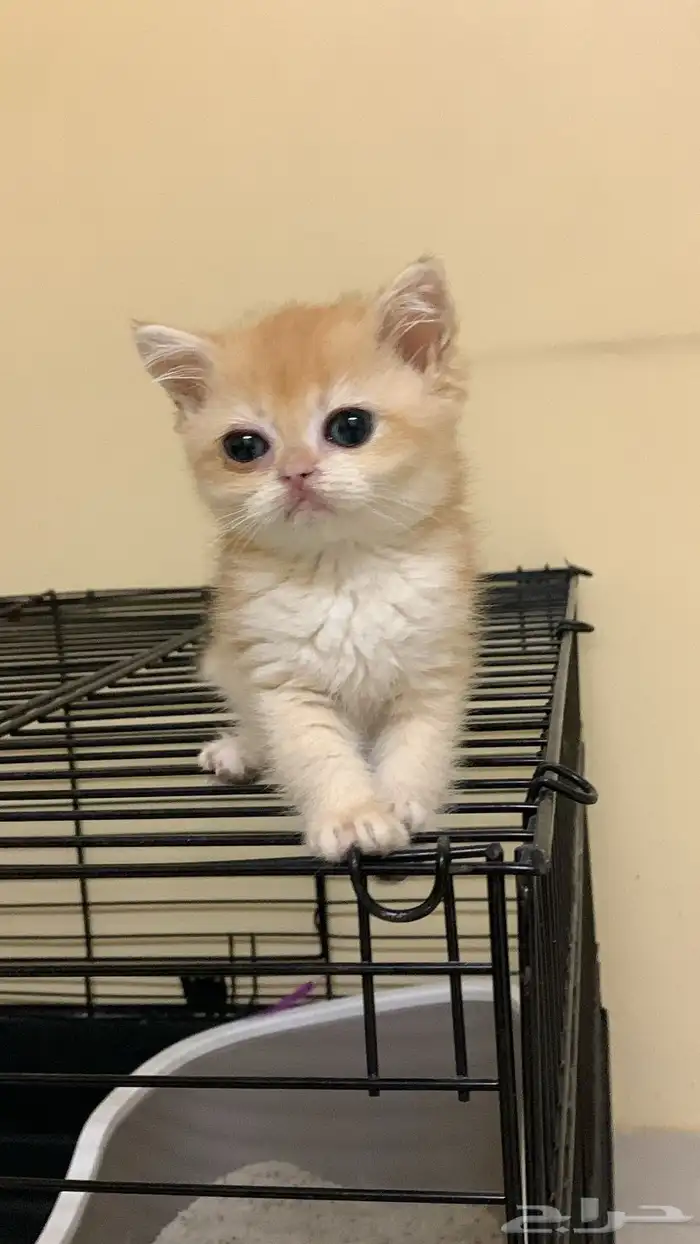 برتش مستوى عالي 0