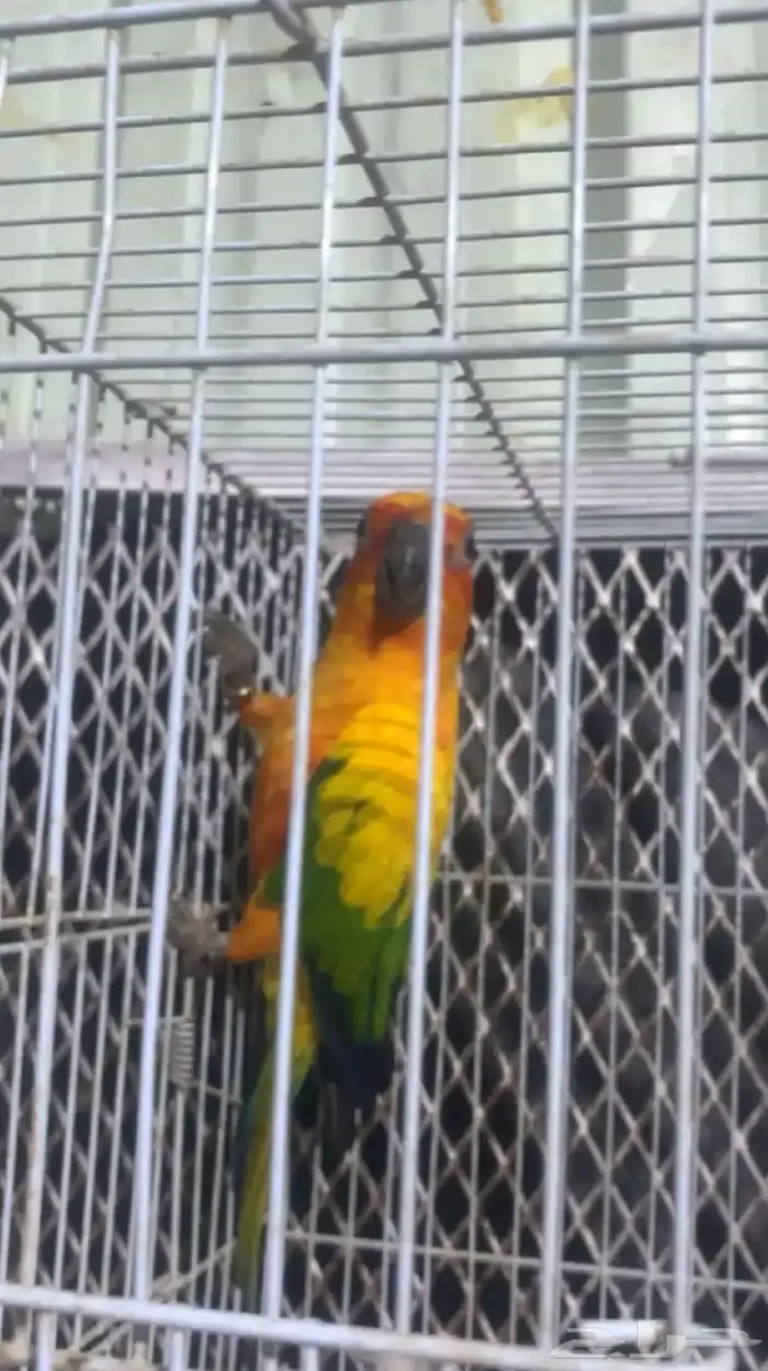 ذكر صن كنيور 0