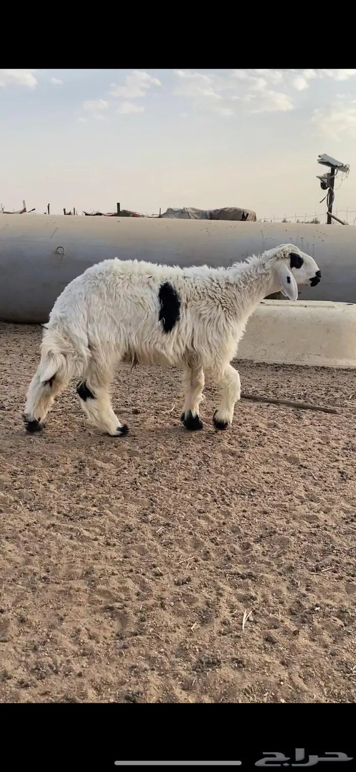 خروف جذع فاخر ذبح تمايم والا مقنوي 0