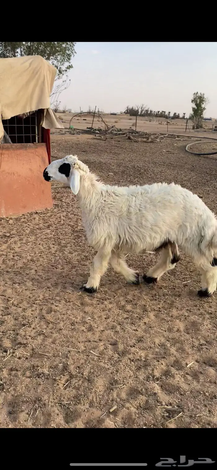 خروف جذع فاخر ذبح تمايم والا مقنوي 1