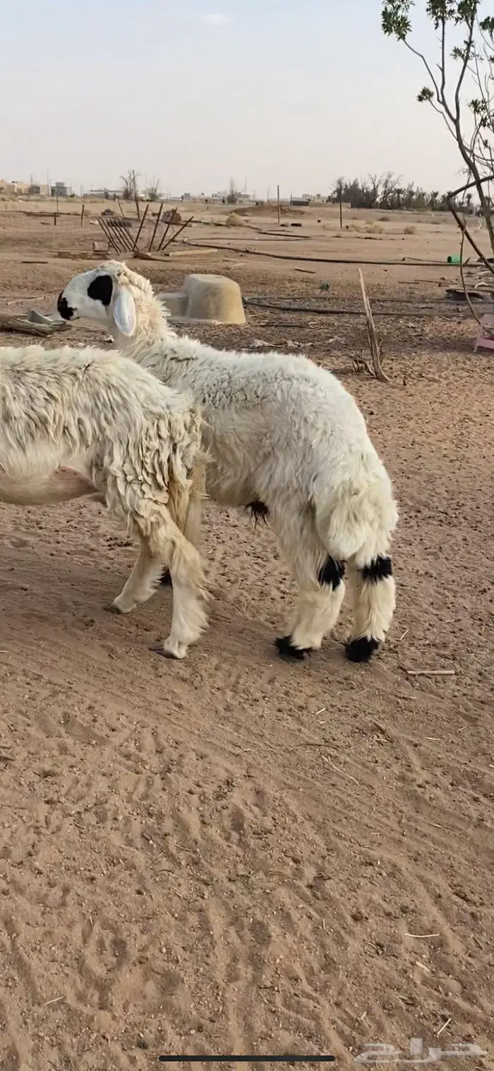 خروف جذع فاخر ذبح تمايم والا مقنوي 4