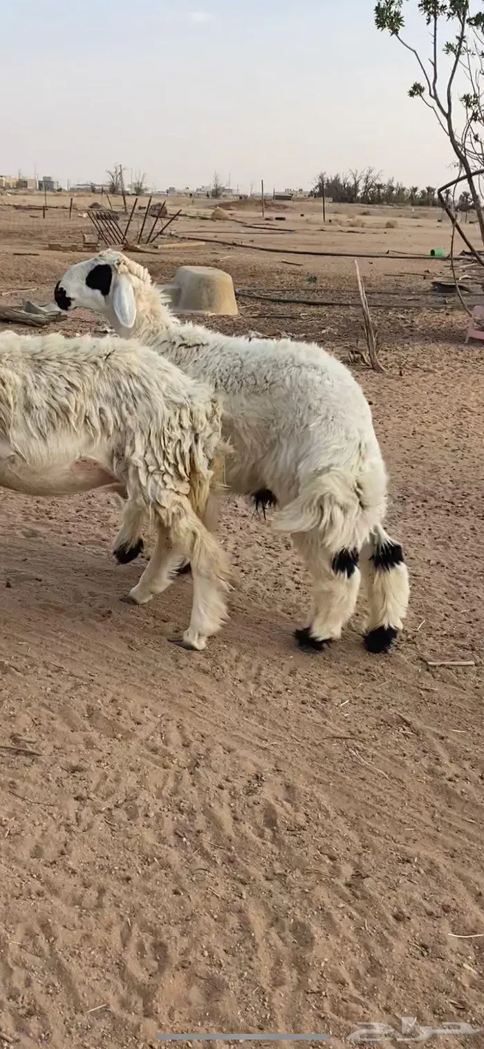 خروف جذع فاخر ذبح تمايم والا مقنوي 3
