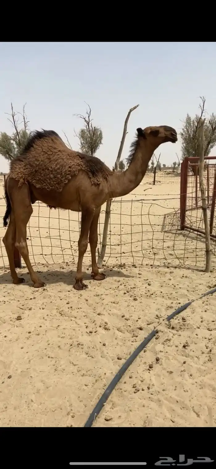 قعود سلاله الهدب 2