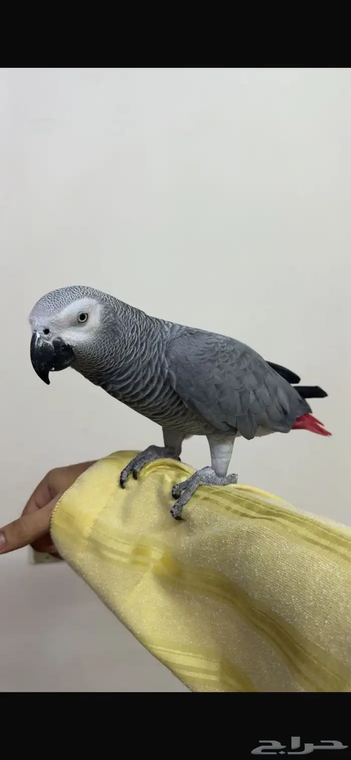 كاسكو ذكر متكلم عمره سنتين للبيع 1