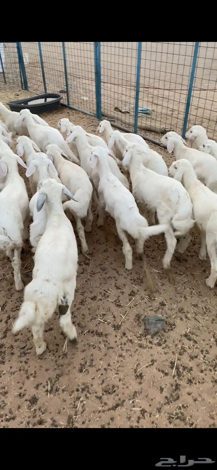 بهم تربيه تم البيع اضغط متابعه 1