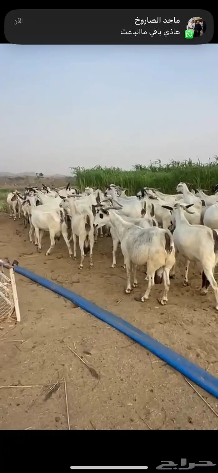 ماعز بيشي 1