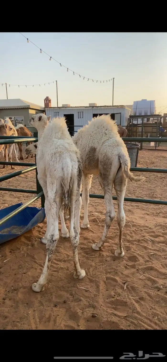 قعدان 2 على حليب ومقفله شحم السوم على 3900 0
