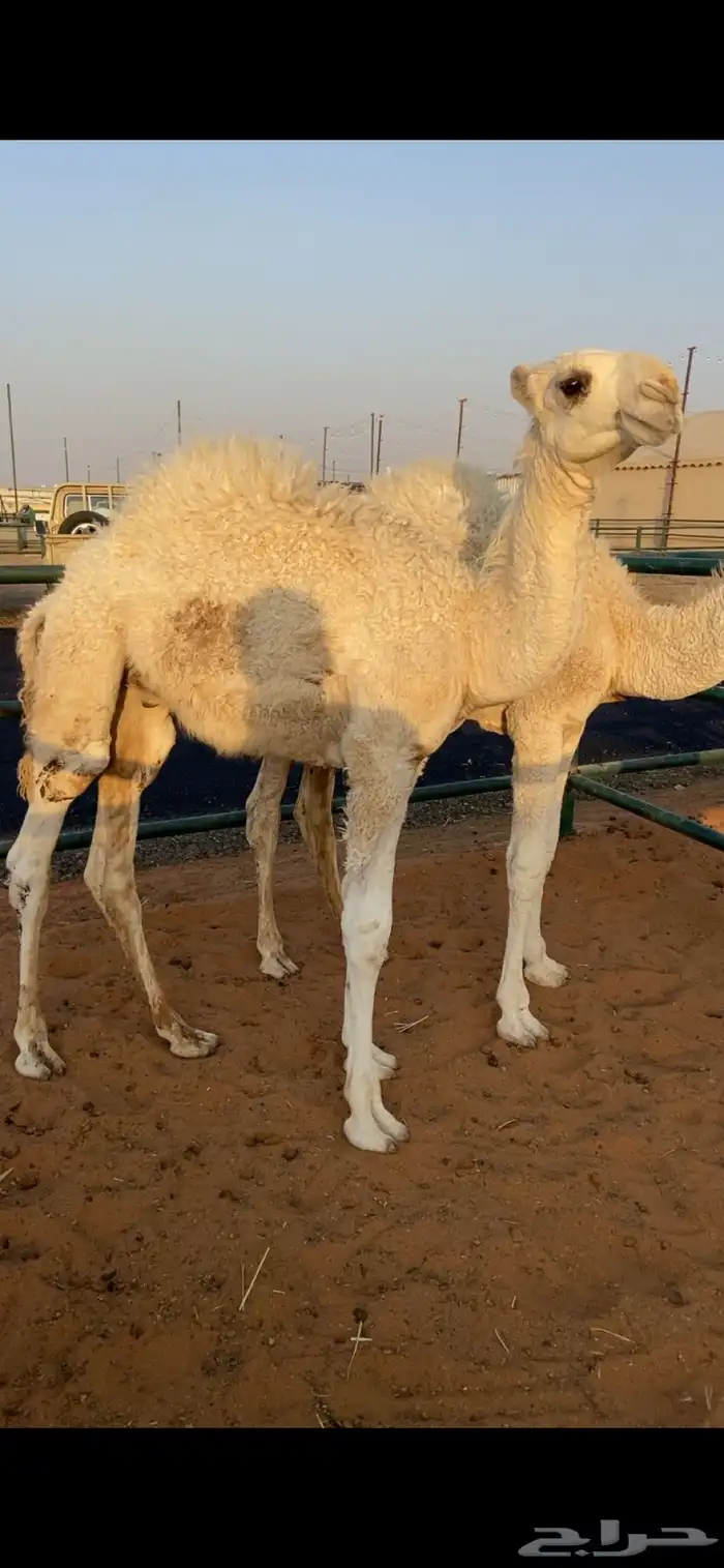قعدان 2 على حليب ومقفله شحم السوم على 3900 2
