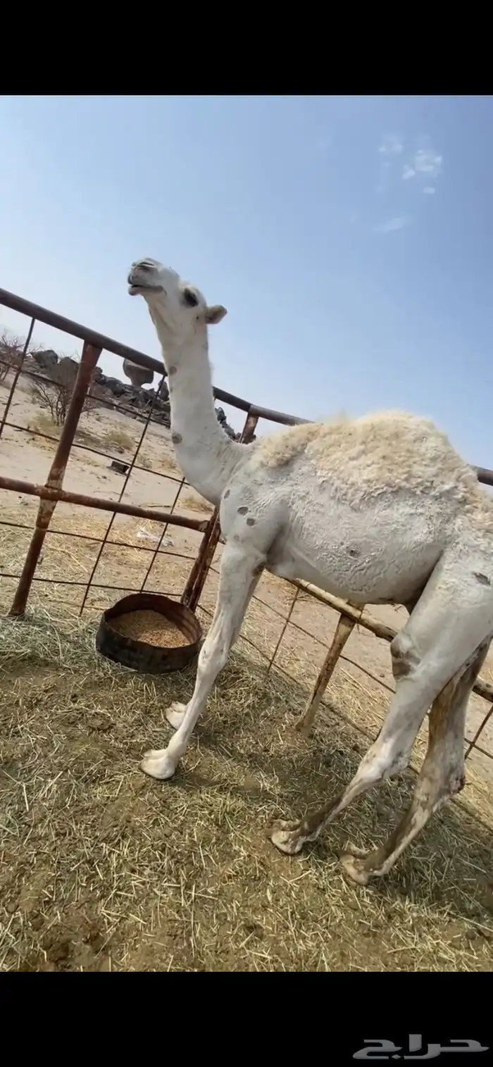 قعود مفرود ساسه باتلي وعظمه طيب 0