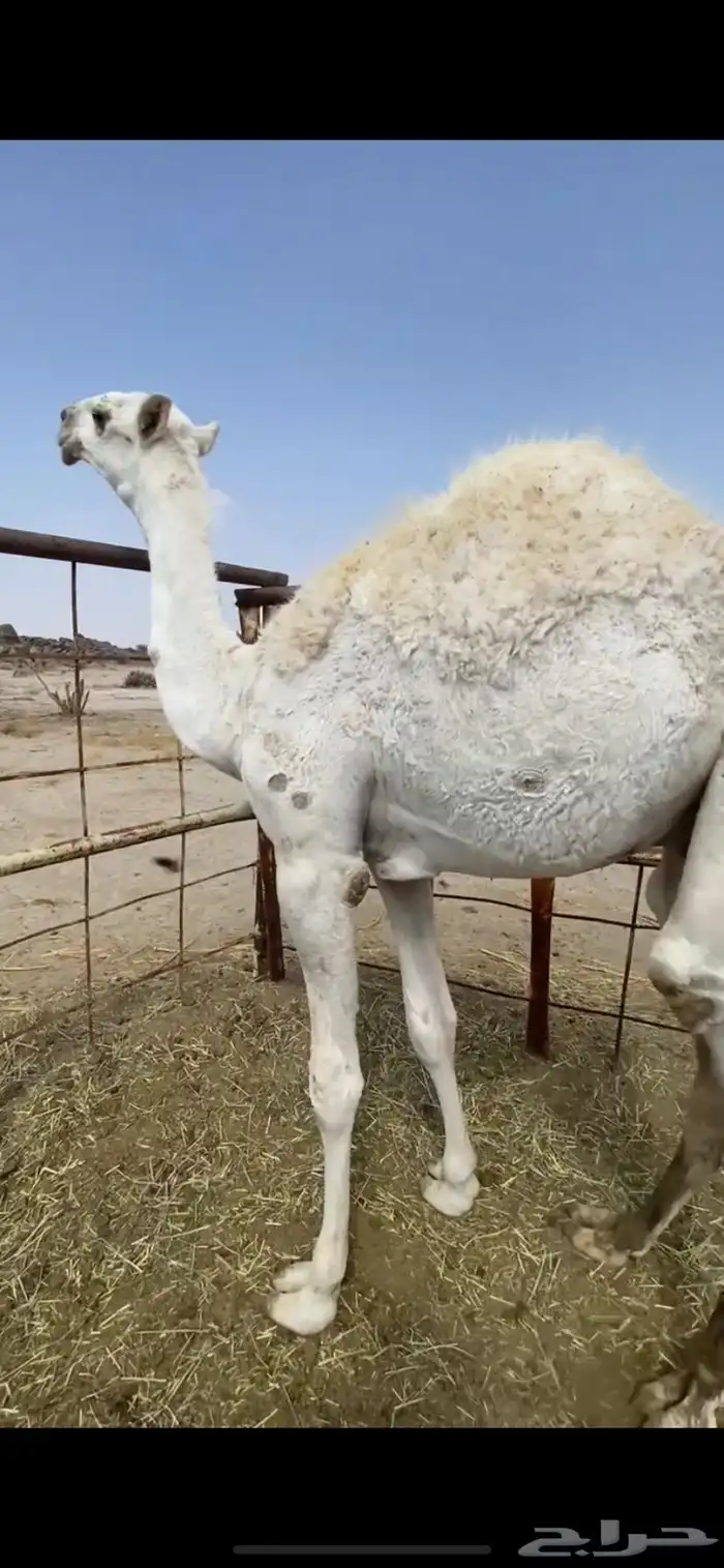 قعود مفرود ساسه باتلي وعظمه طيب 1