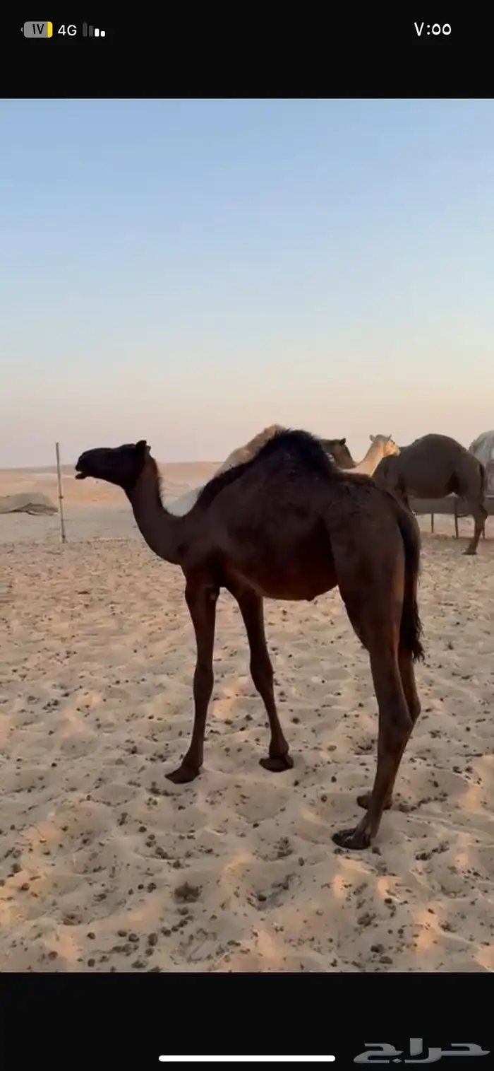 للبيع بكرة وقعود مجاهيم 0