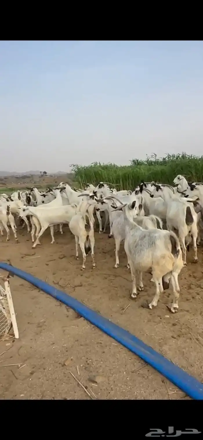 ماعز بيشي 0