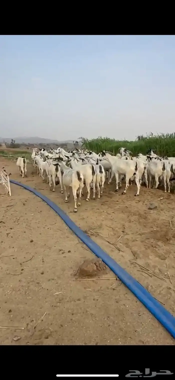 ماعز بيشي 2