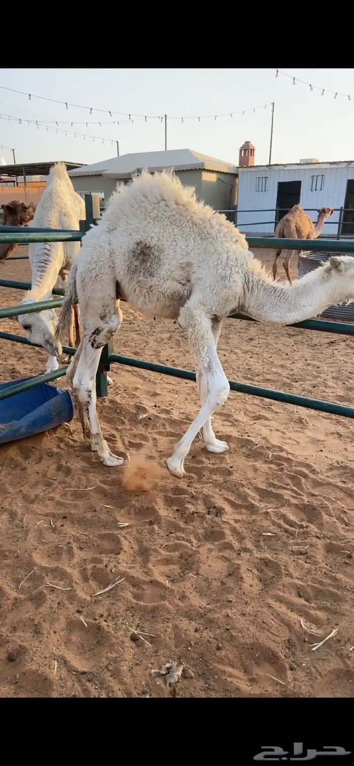 قعدان 2 على حليب ومقفله شحم السوم على 3900 1