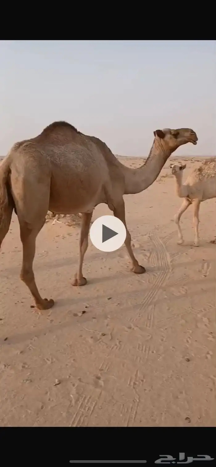 عشرا تحتها بكره 0