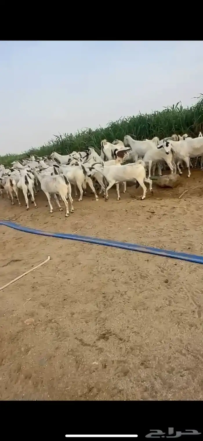 ماعز بيشي 3