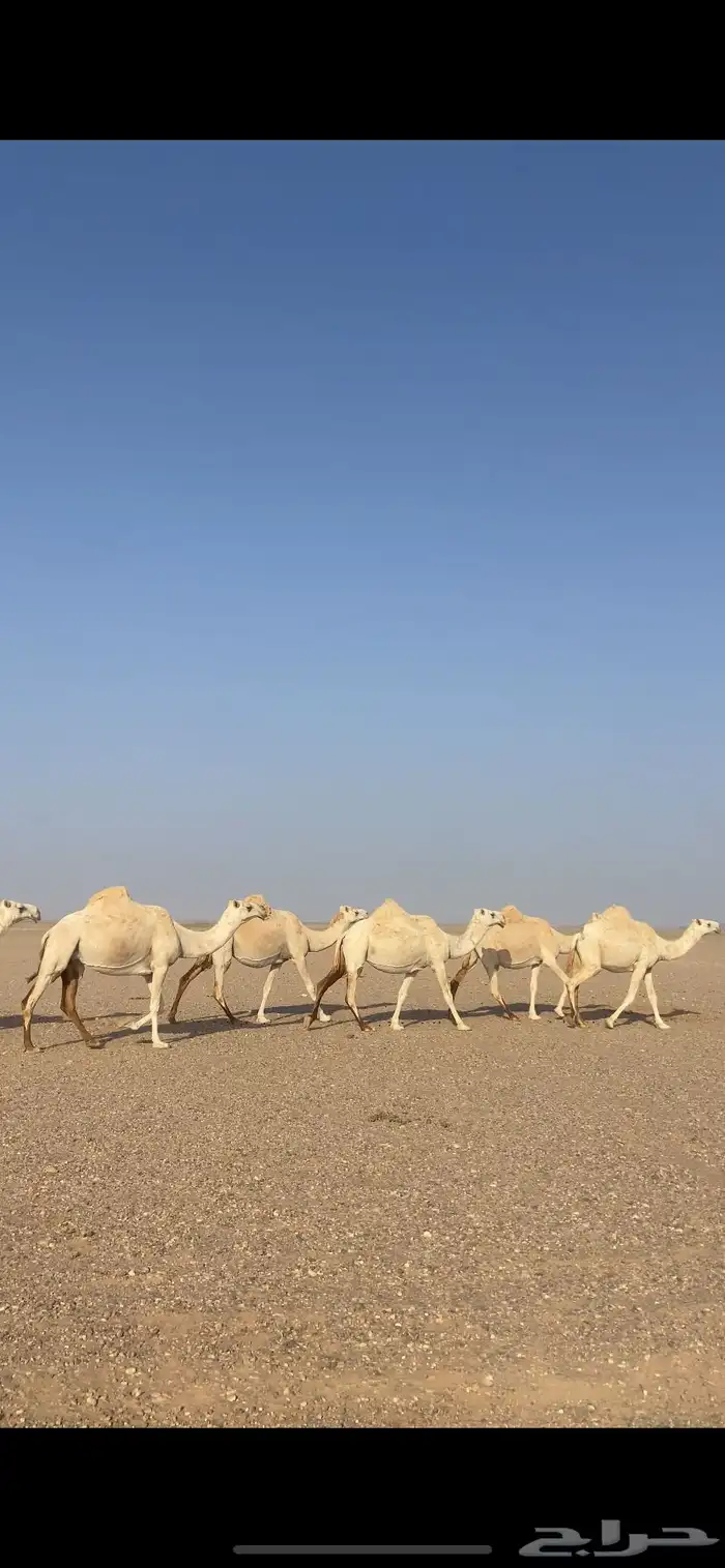لقحات وضح ملاقي وطيبه 0