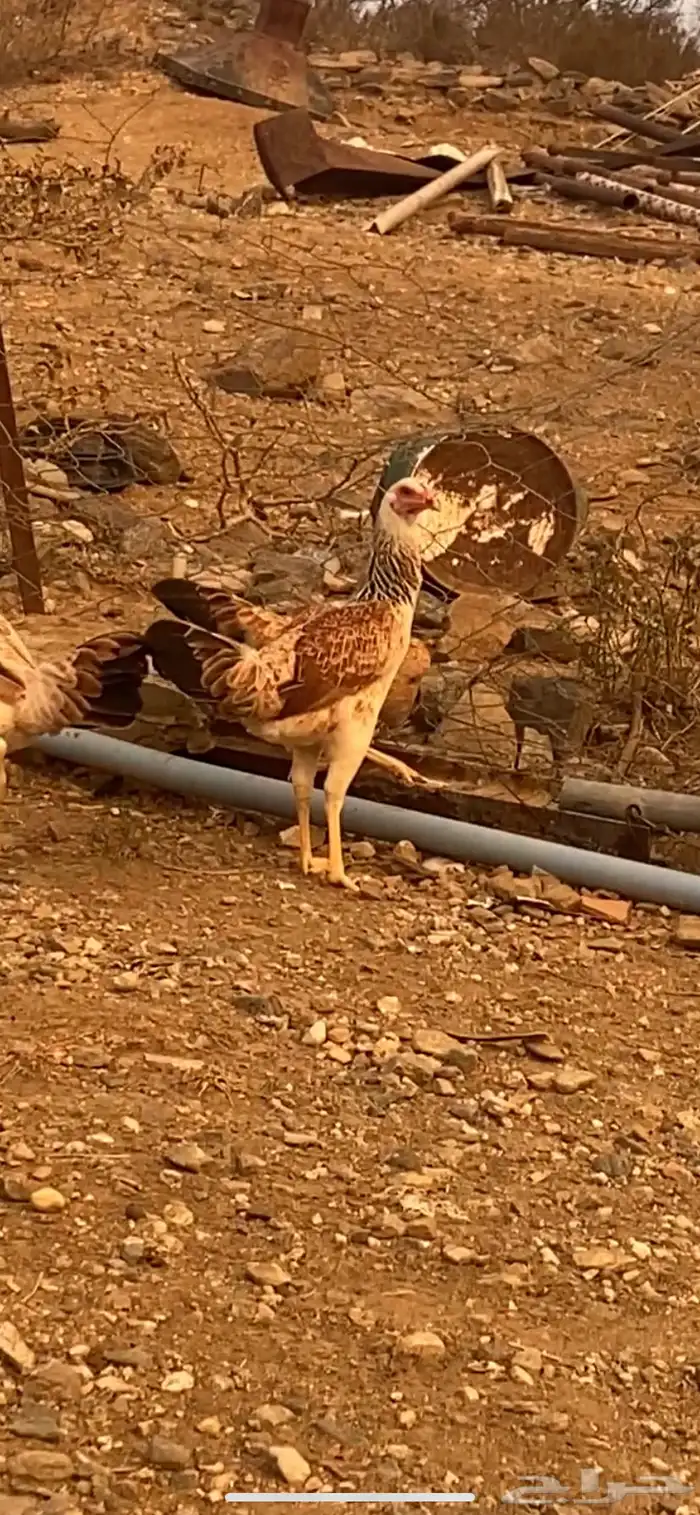 دجاج باكستاني سندي بيور 7