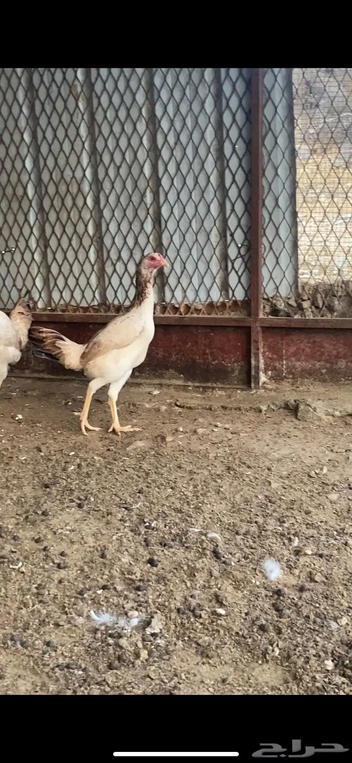 دجاج باكستاني سندي بيور 3