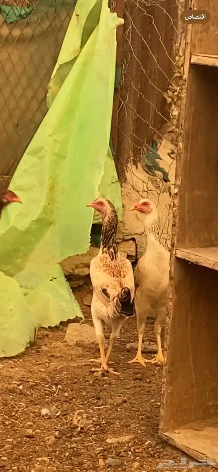 دجاج باكستاني سندي بيور 6