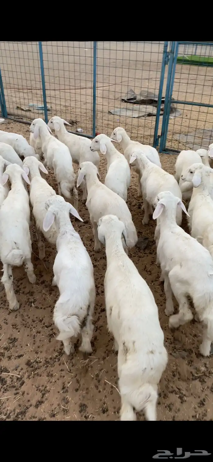 بهم تربيه تم البيع اضغط متابعه 0