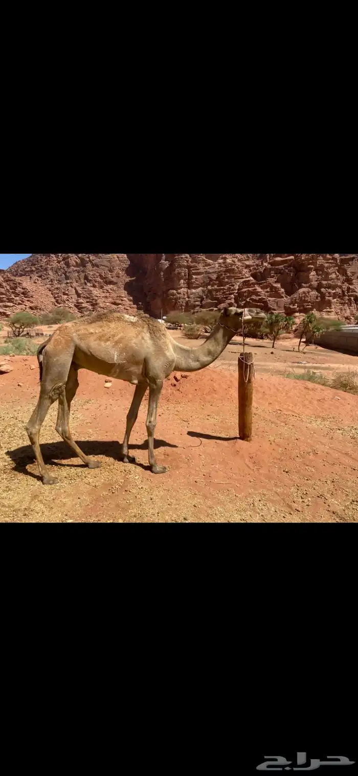 للبيع قعود لقي 0