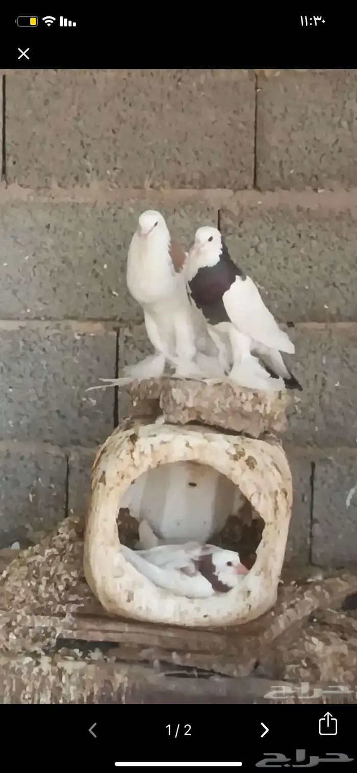 حمام نفاخي 0