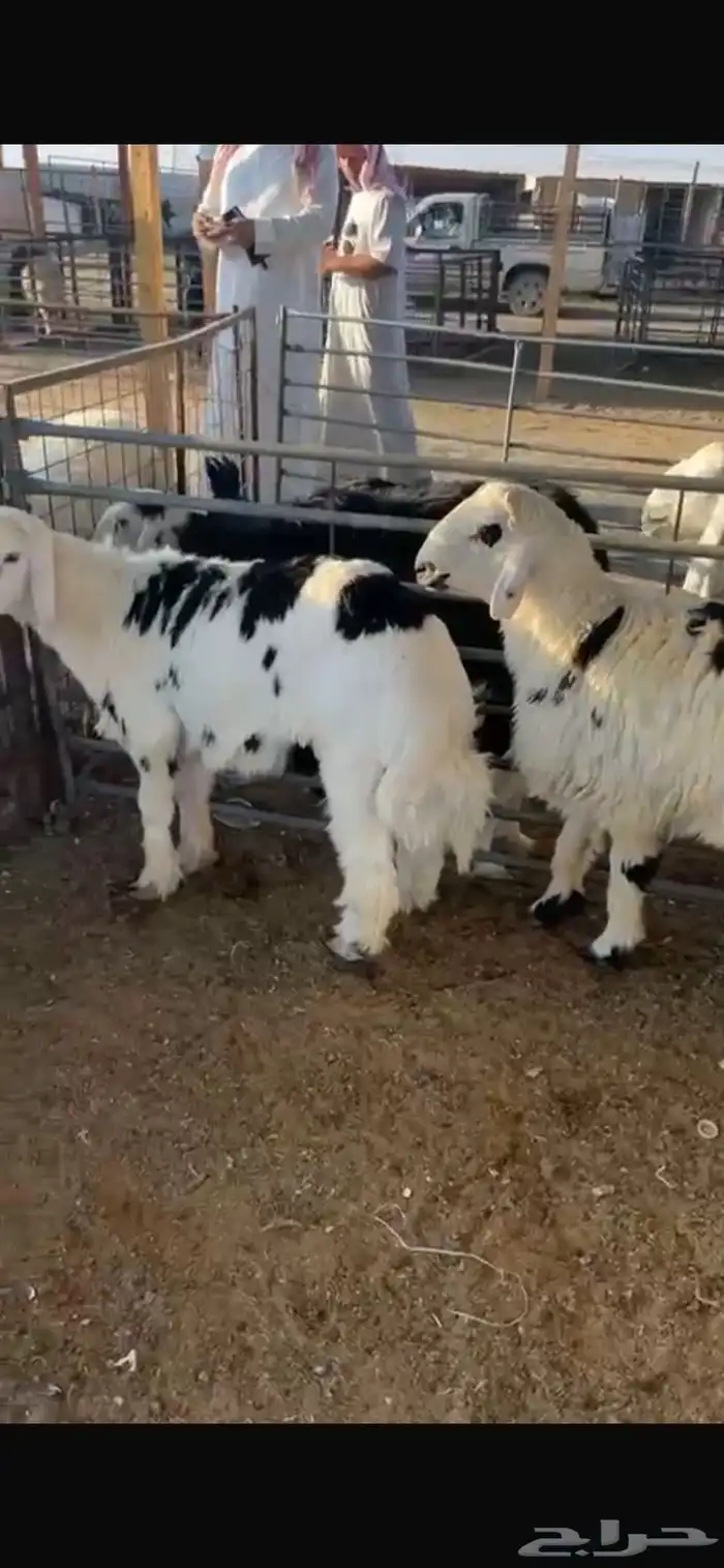 ذبايح حريات 7