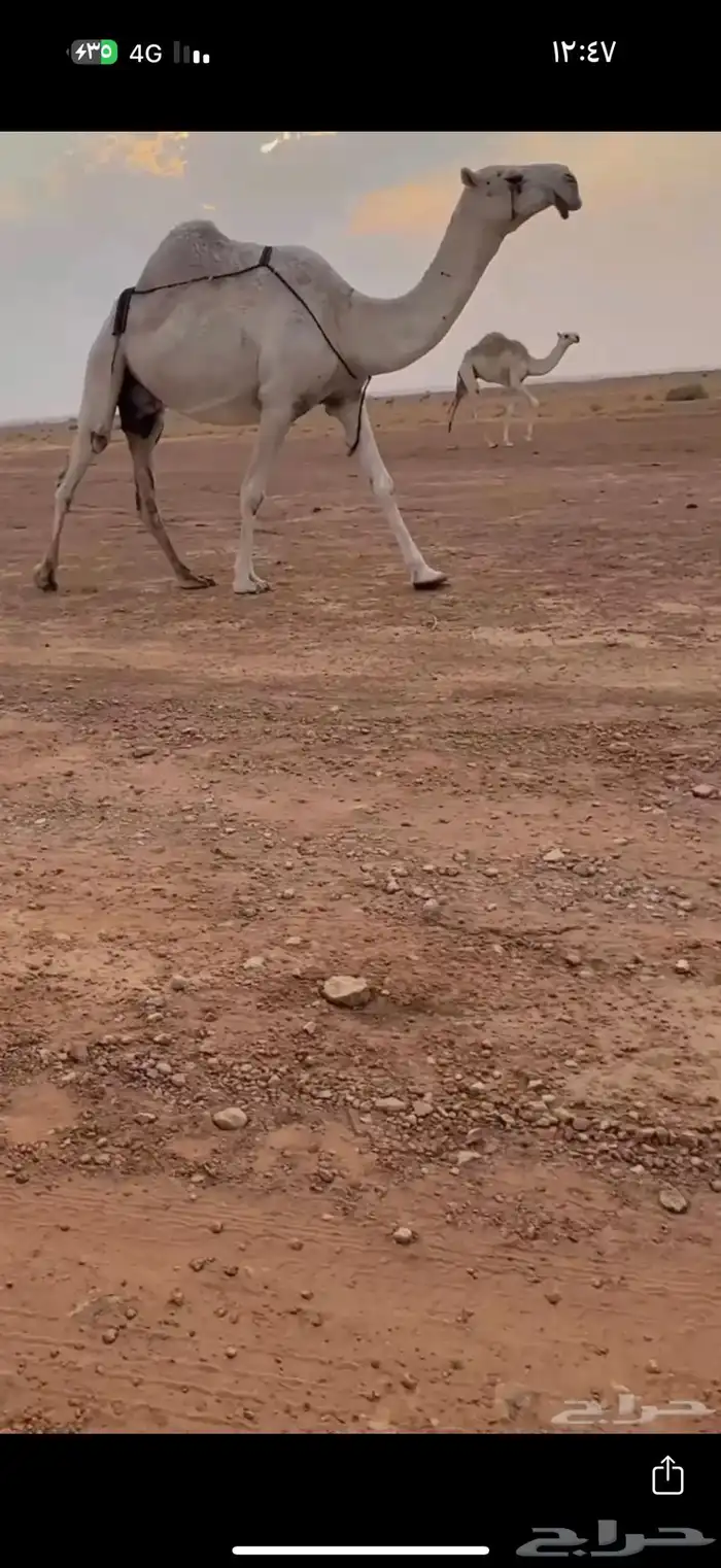 للبيع الناقه الوضحا 0
