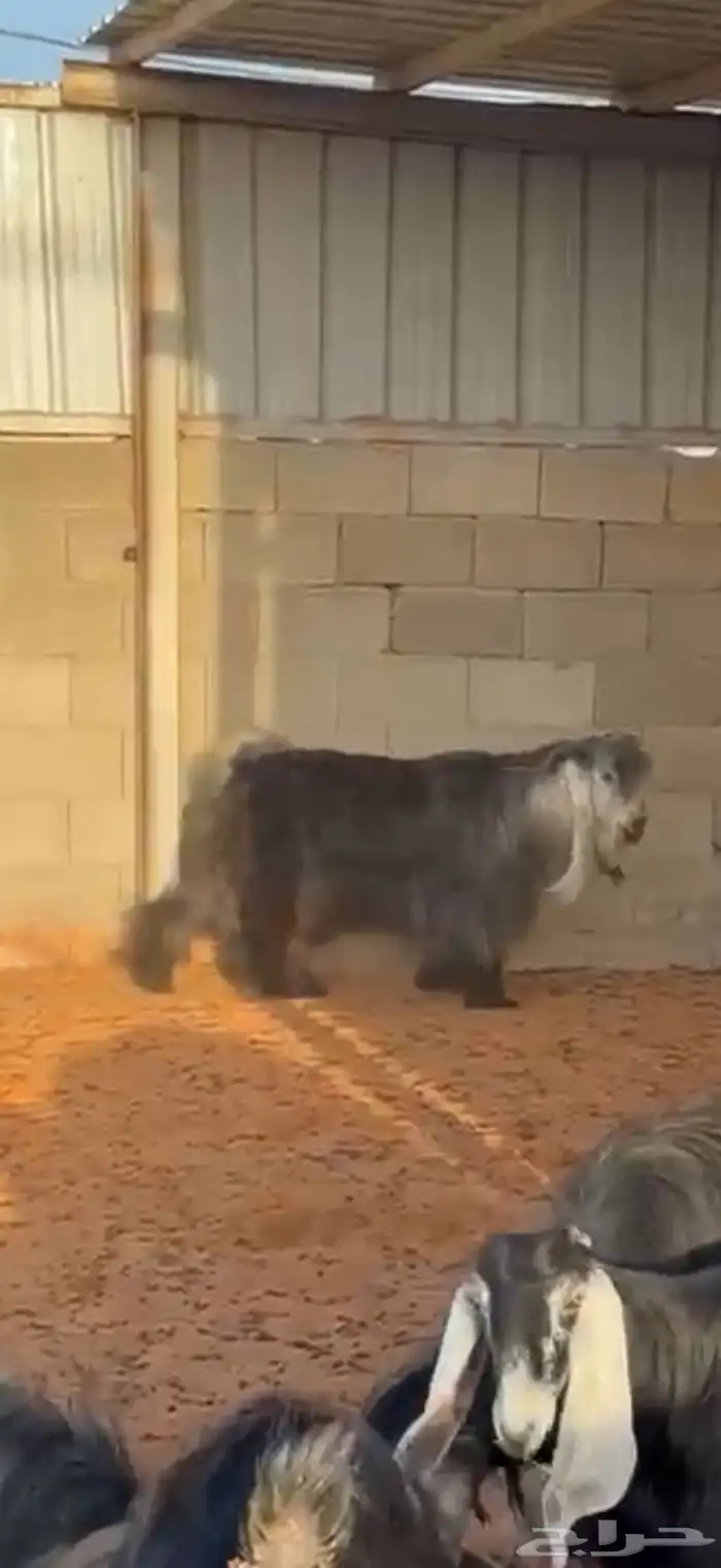 تم البيع  تيس فحل للبيع 0