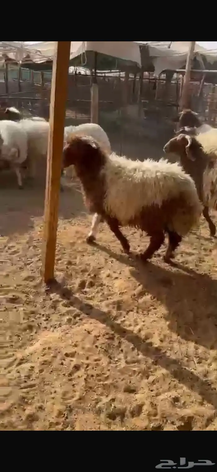 نعيم جبر وسط تيوس. وحري لباني سواكن 2