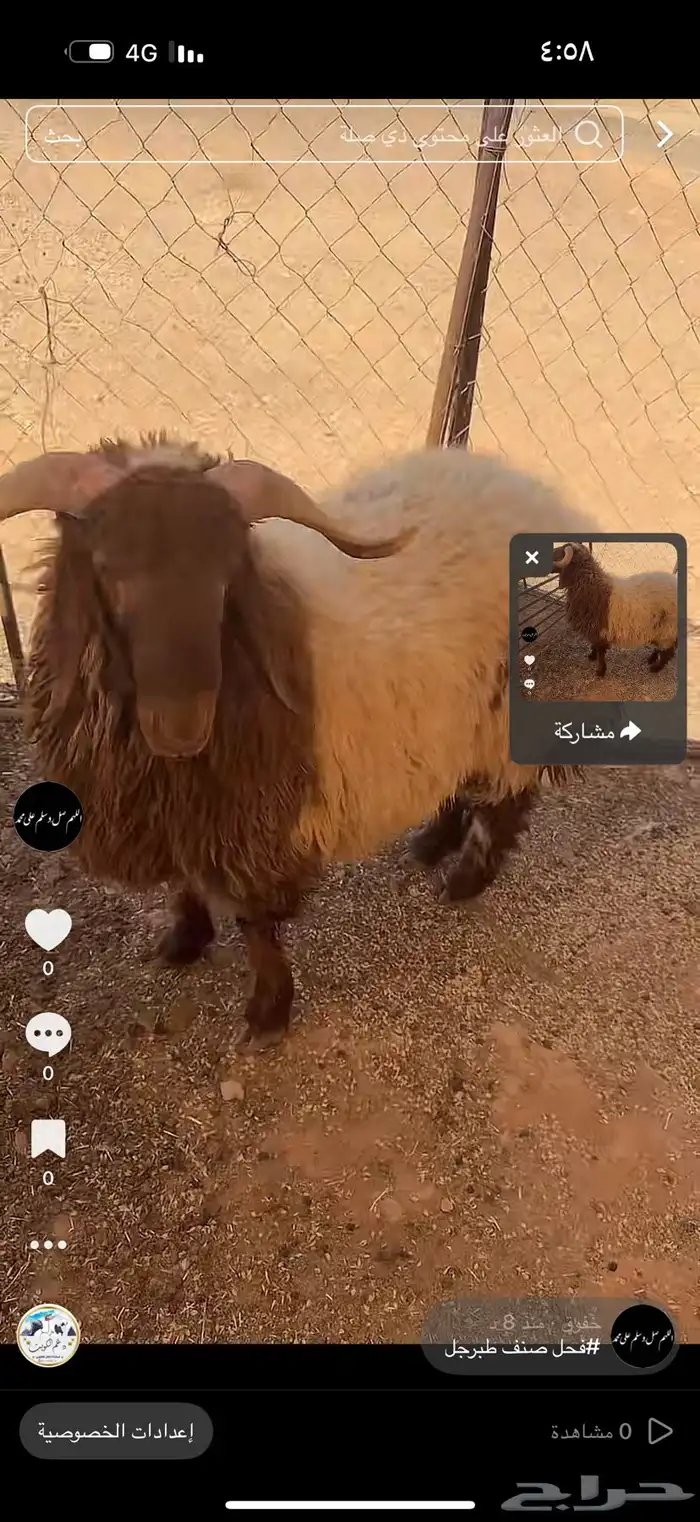 خروف صنف العمر8شهور 1